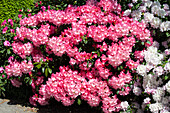 Rhododendron yakushimanum 'Telstar'