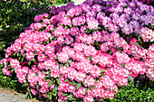 Rhododendron yakushimanum 'Rosa Charm'