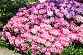 Rhododendron yakushimanum 'Rosa Charm'.