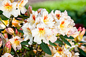 Rhododendron Marylou