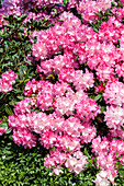 Rhododendron yakushimanum 'Isadora'