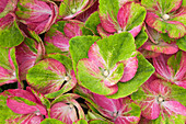 Hydrangea macrophylla 'Magical Greenfire'®