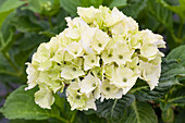 Hydrangea macrophylla 'Magical Noblesse'®