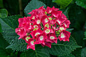 Hydrangea macrophylla 'Royal Red'