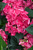 Hydrangea macrophylla 'Merveille Sanguine'