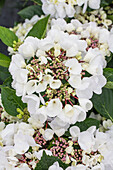 Hydrangea macrophylla 'Punch Coco'®