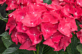 Hydrangea macrophylla 'Hot Red'(s)