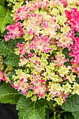Hydrangea macrophylla 'Curly® Sparkle Red' ((s))