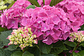 Hydrangea macrophylla 'Magical Noblesse'®