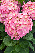 Hydrangea macrophylla 'Bela'(s), pink