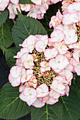 Hydrangea macrophylla 'Charme' pink