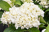 Hydrangea macrophylla 'Soeur Thérèse'