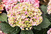 Hydrangea macrophylla You & Me 'Together'®, pink