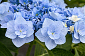 Hydrangea macrophylla You & Me 'Forever'® , blau