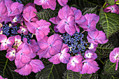 Hydrangea macrophylla 'Dark Angel® Purple', green