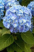 Hydrangea macrophylla 'Coquin'®