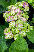 Hydrangea macrophylla 'Magical Coral'®, rosa