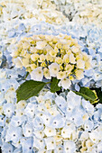 Hydrangea macrophylla 'Hopaline'®