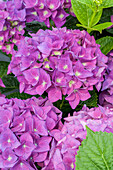 Hydrangea macrophylla 'Hobergine'®