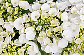 Hydrangea macrophylla 'Holibel'®