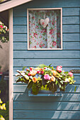 Rosen in Pflanzschale an Gartenhaus