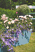 Rose in planter