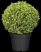 Ilex crenata 'Stokes', globe bulb