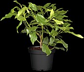 Hedera colchica Arborescens
