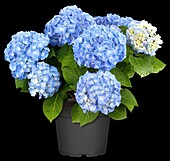 Hydrangea macrophylla 'Coquin'®