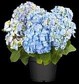 Hydrangea macrophylla 'Homigo'®