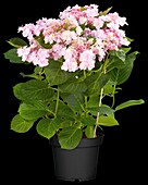 Hydrangea macrophylla You & Me 'Forever'®