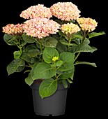 Hydrangea macrophylla 'Magical Revolution'®, rosa
