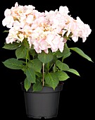 Hydrangea macrophylla 'Love You Kiss'®