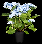 Hydrangea macrophylla You & Me 'Forever'® , blue