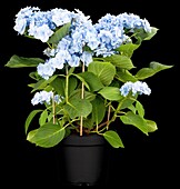 Hydrangea macrophylla You & Me 'Forever'® , blau