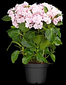 Hydrangea macrophylla You & Me 'Forever'®