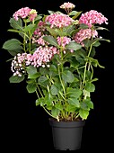 Hydrangea macrophylla 'Hopcorn'®, pink