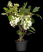 Hydrangea quercifolia 'Hovaria® Quercifolia