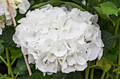 Hydrangea macrophylla 'Magical Bride'®