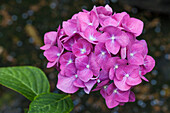 Hydrangea macrophylla 'Blue Heaven'®, rosa