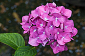 Hydrangea macrophylla 'Blue Heaven'®, pink