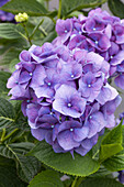 Hydrangea macrophylla 'Blue Heaven'®
