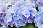 Hydrangea macrophylla 'Homigo'®