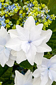 Hydrangea macrophylla 'Fireworks White'®