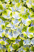 Hydrangea macrophylla 'Magical Amethyst'®, blau