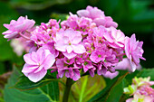 Hydrangea macrophylla You & Me 'Forever'®