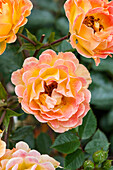 Rosa 'Bessy'®