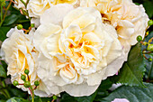 Rosa 'Comtessa'®