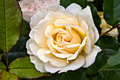 Rosa 'Edelweiss™ Floribunda POULSEN® Pouledel?'