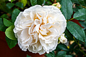 Shrub rose, white